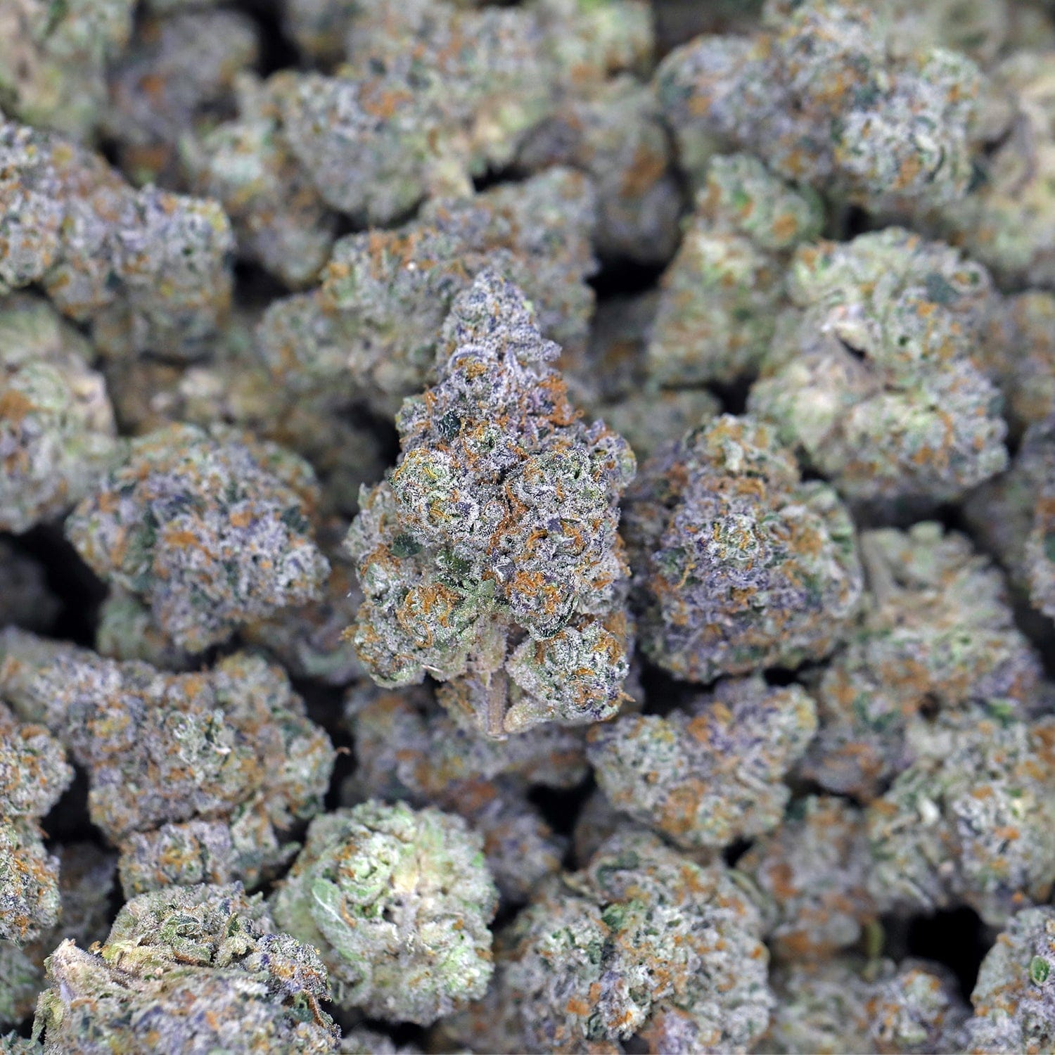 White Runtz THCa Flower *Private Reserve* - Image 2